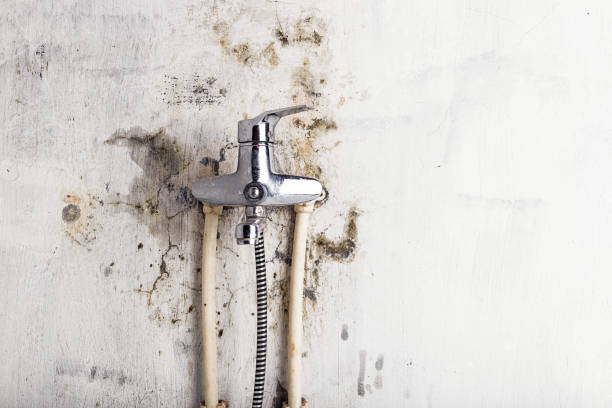 Best Residential Mold Remediation in Buchanan, GA