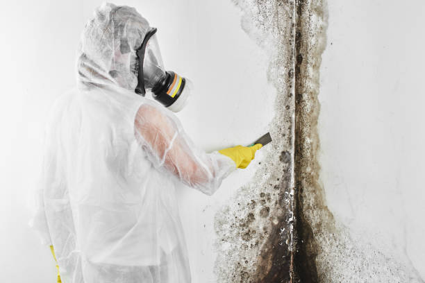 Best Residential Mold Remediation in Buchanan, GA