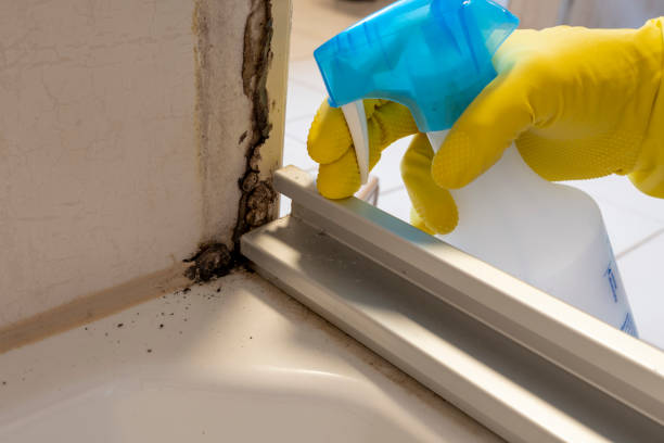 Best Localized Mold Remediation (e.g., coastal areas, humid climates) in Buchanan, GA