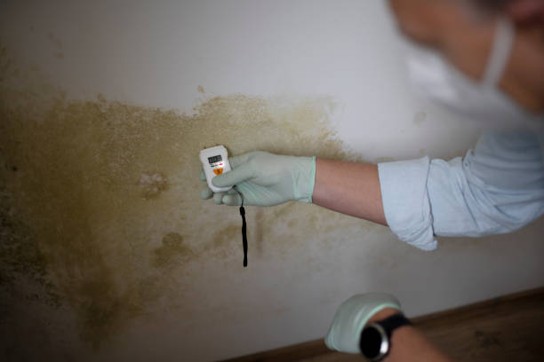 Best Kitchen Mold Remediation in Buchanan, GA