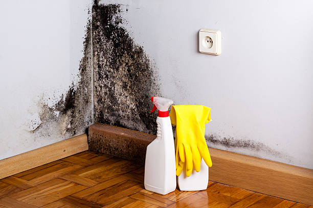 Best Industrial Mold Remediation in Buchanan, GA