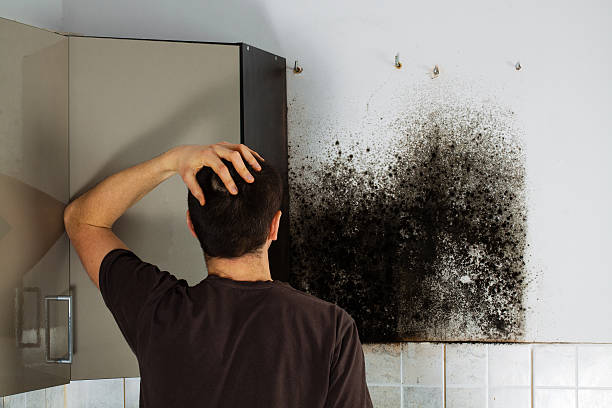 Best Basement Mold Remediation in Buchanan, GA