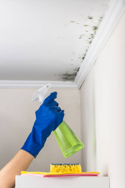 Best Mold Remediation for Specific Building Types in Buchanan, GA